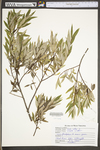 Salix alba