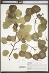 Populus tremuloides