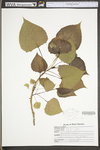 Populus nigra