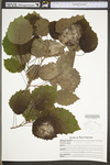 Populus grandidentata