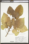 Populus deltoides ssp. deltoides