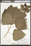 Populus deltoides ssp. deltoides