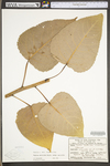 Populus deltoides ssp. deltoides