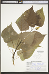 Populus deltoides ssp. deltoides