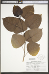 Populus deltoides ssp. deltoides