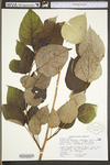 Populus deltoides ssp. deltoides