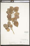 Populus deltoides ssp. deltoides