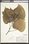 Populus deltoides ssp. deltoides