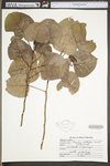 Populus deltoides ssp. deltoides