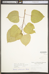 Populus deltoides ssp. deltoides