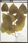 Populus deltoides ssp. deltoides