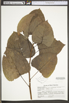 Populus deltoides ssp. deltoides