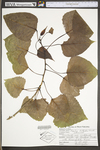 Populus deltoides ssp. deltoides