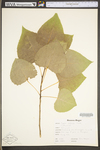 Populus deltoides ssp. deltoides