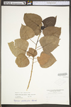 Populus deltoides ssp. deltoides