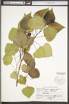 Populus deltoides ssp. deltoides