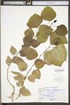 Populus deltoides ssp. deltoides