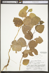 Populus deltoides ssp. deltoides