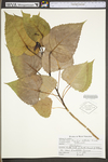 Populus deltoides ssp. deltoides