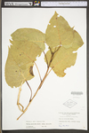 Populus deltoides ssp. deltoides