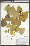 Populus deltoides ssp. deltoides