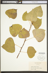 Populus deltoides ssp. deltoides