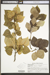 Populus balsamifera ssp. balsamifera