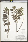 Salix humilis var. humilis