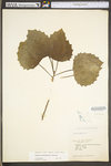 Populus grandidentata