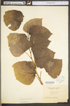 Populus deltoides ssp. deltoides