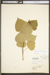 Populus deltoides ssp. deltoides