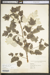 Populus alba