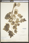 Populus alba