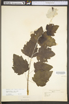 Populus alba