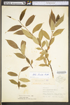 Salix lucida ssp. lucida