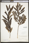 Salix humilis var. humilis