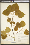 Populus grandidentata