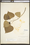 Populus deltoides ssp. deltoides