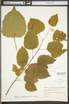 Populus grandidentata