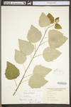 Populus ×canescens