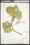 Populus deltoides ssp. deltoides