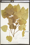 Populus deltoides ssp. deltoides