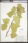 Populus ×canadensis