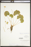 Parnassia asarifolia