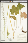 Heuchera americana var. hispida