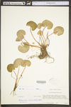 Parnassia asarifolia