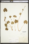 Heuchera alba