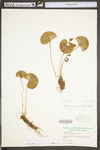 Parnassia asarifolia