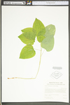 Smilax ecirrata