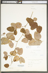 Smilax glauca